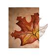 Herbst