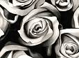 Rosen Schwarzweiss